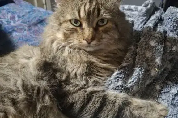 Зникла кішка, вулиця Святослава Хороброго, 11, Кіровоград — самець, сірий смугастий - photo