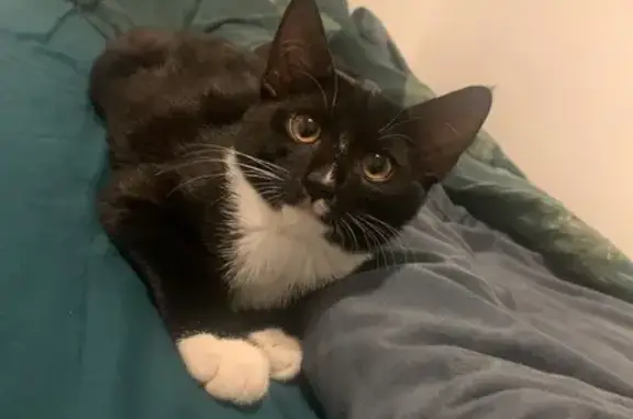 Lost cat, Frampton Street, England, London — friendly male with pink paws - photo