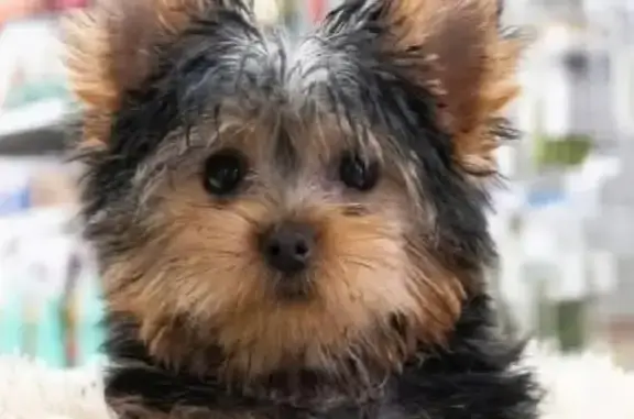 Lost dog, male, Cardwell Lane, 1202, Tyler — 10-month-old Yorkie - photo