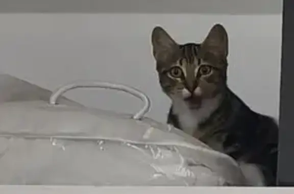 Encontrado gato macho, Calle Bélgica, 24, Estación de Cártama, Alhaurin de la Torre — atigrado con pies blancos - photo