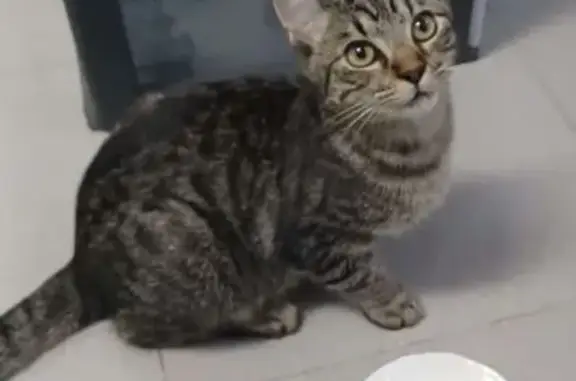 Gato encontrado, Calle Francisco Rivas, 20, Camargo — macho de unos 6 meses - photo