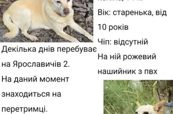Знайдено собаку Вишня, фото: Знайдена собака, вулиця Кургузова, 11-Г, Вишгород, Вишня — старенька, погано чує