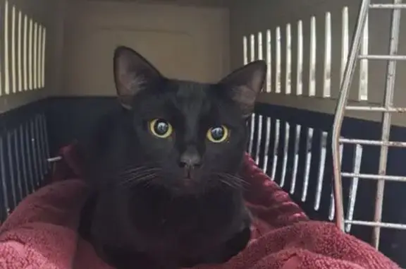 Found cat Gosford, photo: Found male cat, Range Road, 22, Central Coast Council, Gosford — young black cat with bright yellow eyes