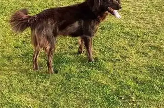 Missing dog Gqeberha, photo: Lost dog, female, Mpanza Street, 93, Motherwell, Gqeberha — medium-sized