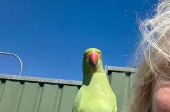Lost pets Campbelltown, photo: Lost bird, Stranraer Drive, 10, City of Campbelltown, Campbelltown — male parrot that cannot fly