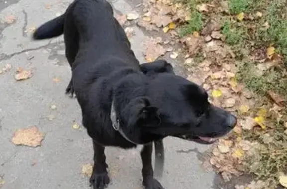Знайдено собаку Харків, фото: Знайдена собака чоловічої статі, вулиця Северина Потоцького, 34, Харків — чорна, з ошийником