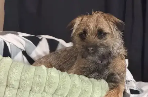 Lost Dog, Yaktanga Way, Mount Barker — female Border Terrier with a purple collar - photo