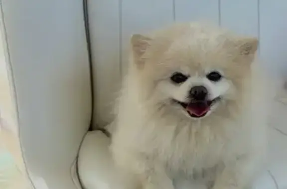 Lost Dog, male, Brooks Lane, 3031, Minnetonka Beach, Wayzata — friendly - photo
