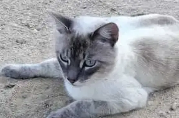Gato perdido, Camí de la Penya, Elche — tipo siamés, ojos azules - photo