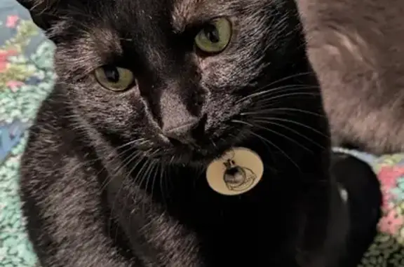 Missing cat University Heights, photo: Lost cat, Bushnell Road, 4222, University Heights, University Heights — male with yellow-green eyes