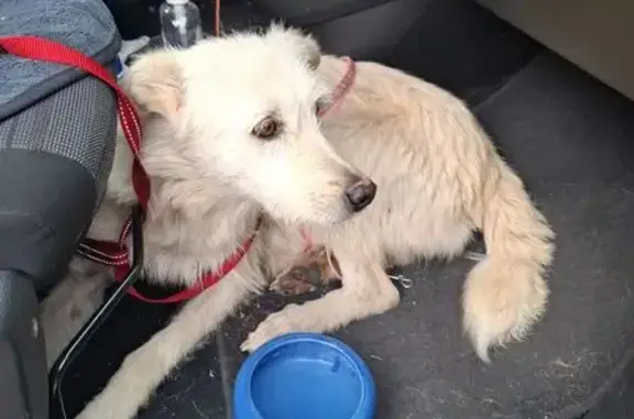Perro encontrado, El Espadín,...
