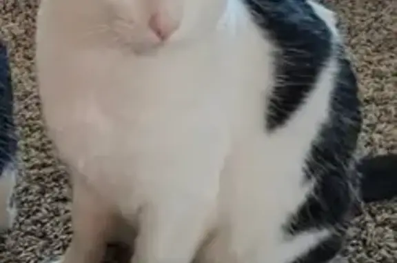 Lost female cat, Indian Village Heights, Wigwam, Fountain — clipped ear - photo