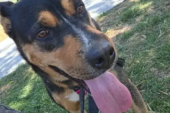 Lost dog, Rubidoux Boulevard, 3739, Jurupa Valley — male, black, tan and white - photo