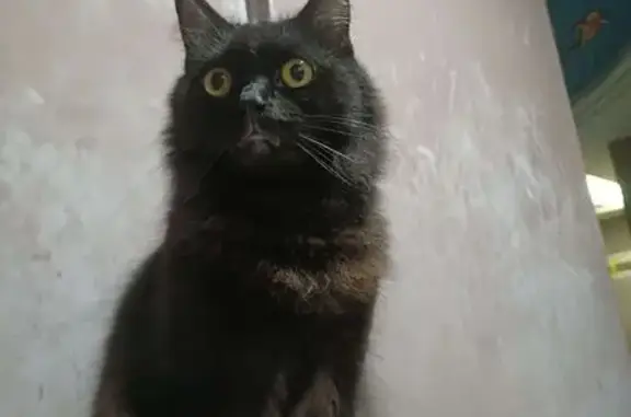 Missing cat Choa Chu Kang, photo: Lost cat, Singapore 640606, Choa Chu Kang — female, black and fluffy
