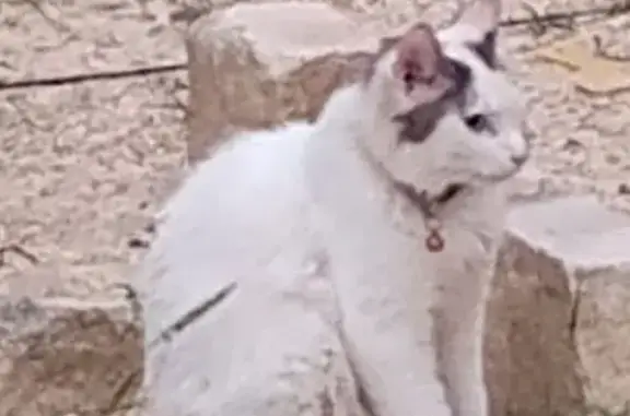 Missing cat Bandera, photo: Lost male cat, Panther Hollow Drive, 747, Bandera — white with gray ears and a bushy tail