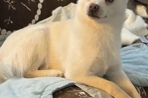 Lost dog, Southwest Richsmith Road, 3800, Bentonville — female with blue eyes - photo