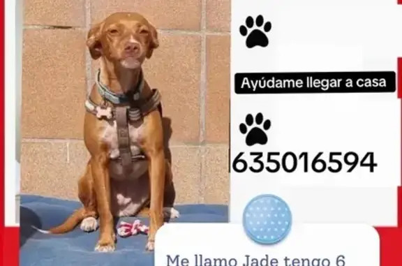 Perdido perro, Calle Calvario, 22, Pantoja, Aranjuez — hembra podenco de color marrón - photo