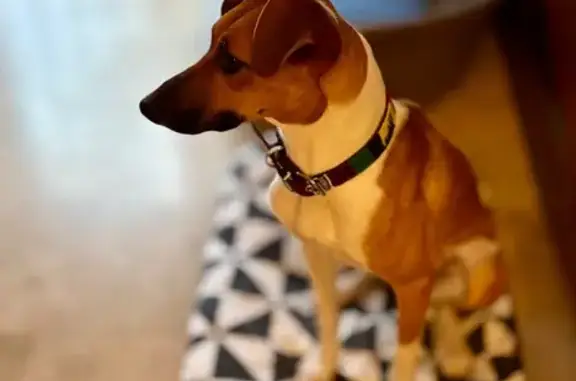 Patitas y cuello blanco, muy joven y con chip. Es muy asustadizo y le dan miedo los ruidos. Echó a correr por el ruido de un camión