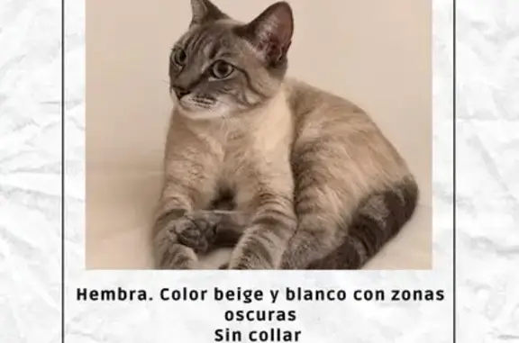 Gato perdido, Calle Manuel Fernández Arriola, El Ejido — hembra sin collar - photo