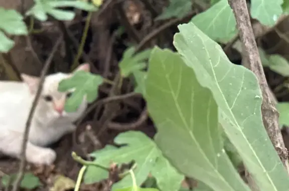 Found cat Portland, photo: Found cat, North Kerby Avenue, 4839, Portland — curled up under a tree