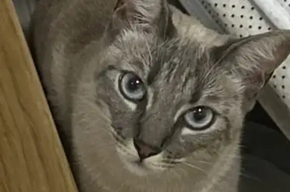 Gato perdido, El Ejido, Almería, España — de color beige y blanco, con donas negras - photo