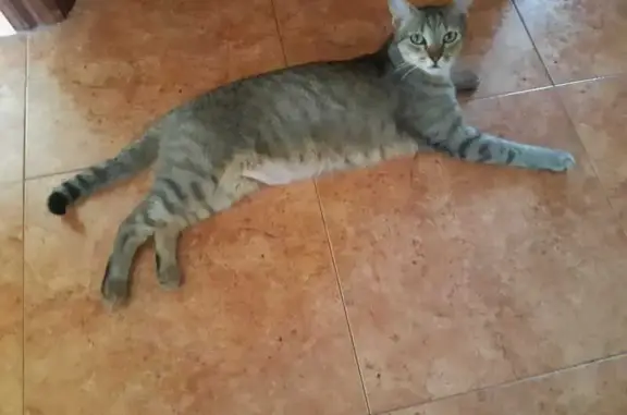 Perdido gato hembra, Calle Tenerías, 12, Salas de los Infantes, Burgos — gris atigrado, con chip - photo