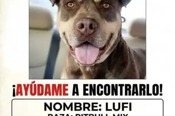 Perro perdido, Calle Chiapas, 586, Juárez, Juarez — perro grande y café - photo