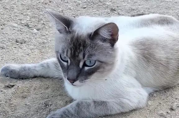 Gato perdido, macho, Camí de la Penya, Elche — tipo siamés - photo