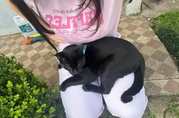 Gato perdido, Rua Frederico Maurer, 1595 — atende por Neguinho e usa coleira azul - photo