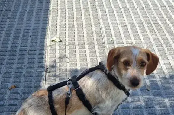 Perros perdidos, Madrid, foto: Perro perdido, hembra, Calle de Cimarra, 20, Madrid — 6 kg, con chip