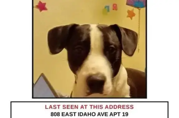 Lost Dog, East Idaho Avenue, 808, Las Cruces, Albuquerque — black-and-white Basset Hound–Pit Bull mix - photo