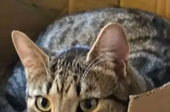 Lost cat, Woodmoor Road, 53, Crigglestone — male brown tabby with blue collar - photo