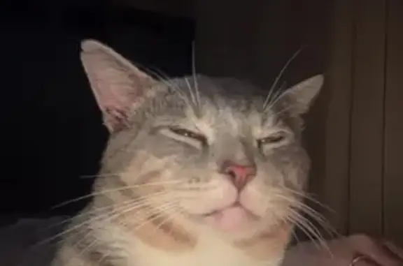 Lost male cat, Braidon Drive, 191, Rockwell — gray with a scar on his front leg - photo