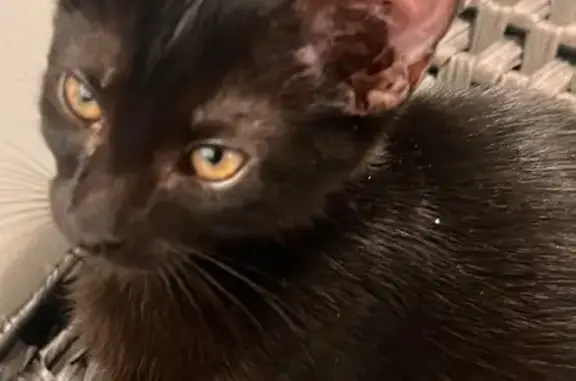 Lost male cat, Kathy Drive, 223, San Antonio — black with yellow eyes - photo