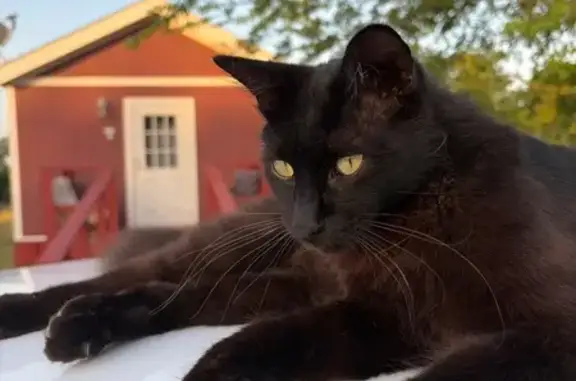 Lost cat, County Road 332, 411, Bertram — neutered male with black fur - photo