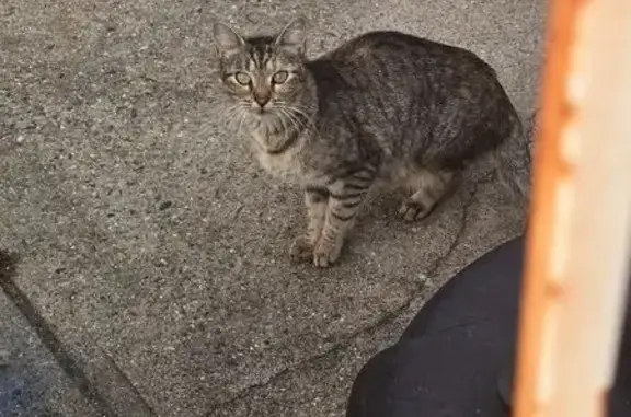 Found pets Queens, photo: Found cat, 199th Street, New York, Queens — parking lot of Fine and Fare Market Hollis