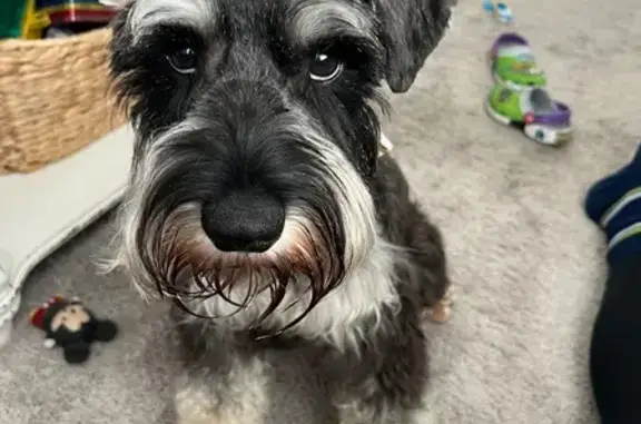 Lost dog, Houston — one ear doesn’t fully droop - photo