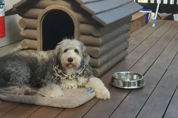 Missing dog Olinda, photo: Lost female dog, Olinda-Monbulk Road, 3, Yarra Ranges, Olinda — 7-year-old bearded collie