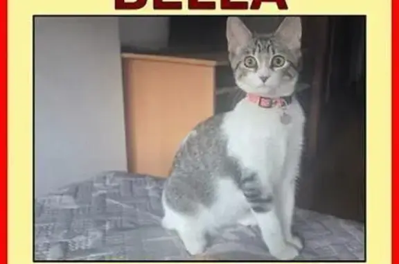 Gato perdido, hembra, Calle Jazmín, 4, San Andres del Rabanedo — blanco y gris, 6 meses - photo