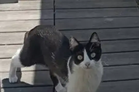 Gato perdido, Carrer del Clot, Barcelona — pequeño, blanco y negro - photo