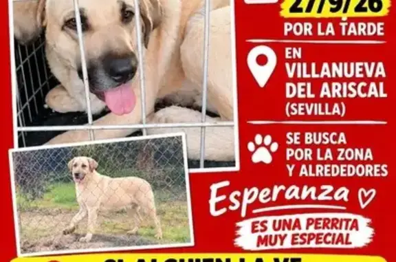 Perro perdido, Calle Isaac Peral, 41, Villanueva del Ariscal, Mairena del Aljarafe — hembra joven - photo