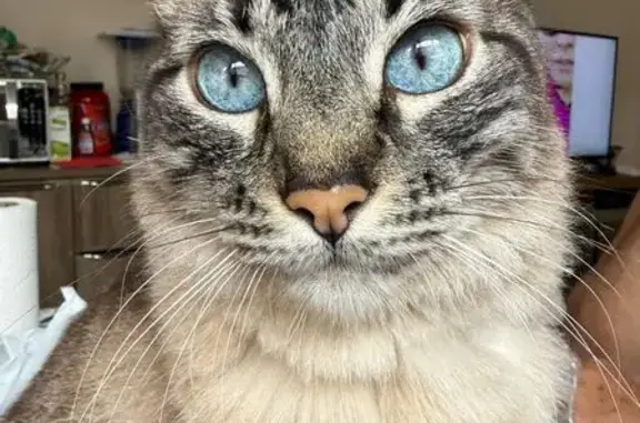 Gato perdido, Rua Sebastião Michel Miguel, 204 — atende por Nick e é arisco - photo