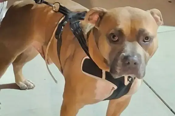 Lost dog, male, Winchester Boulevard, Santa Clara, San Jose - photo