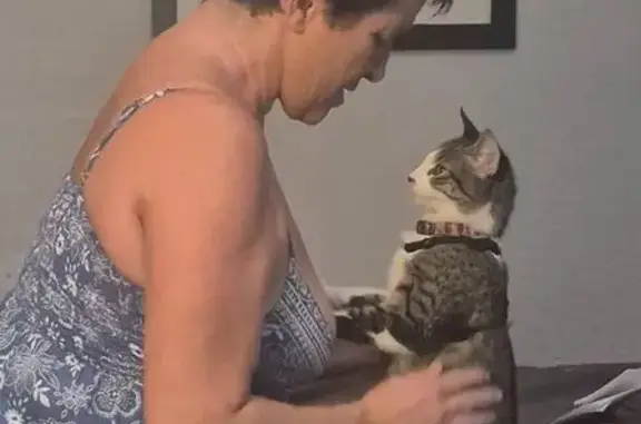 Lost cat, Cocoanut Avenue, 2469, Sarasota — 6-month-old female with a bell collar - photo