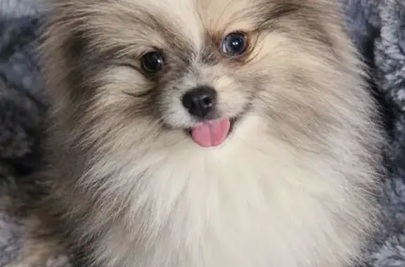 Missing dog Louisville, photo: Lost Dog, Bays Lane, 82, Artemus, Louisville — female Pomeranian