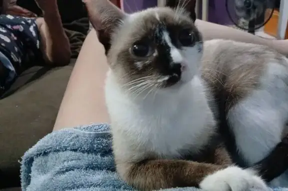Gato perdido, Rua Raimundo Saraíva, 75 — branco e dócil - photo