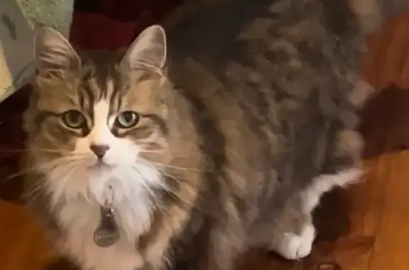 Lost female cat, Perham Crescent, 71, Kwinana — four white socks - photo