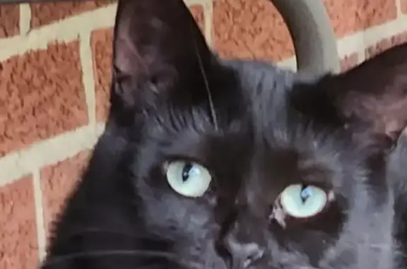 Missing cat Columbus, photo: Lost cat, Carpol Street, Sharonville, Columbus — female with a black coat and white chest