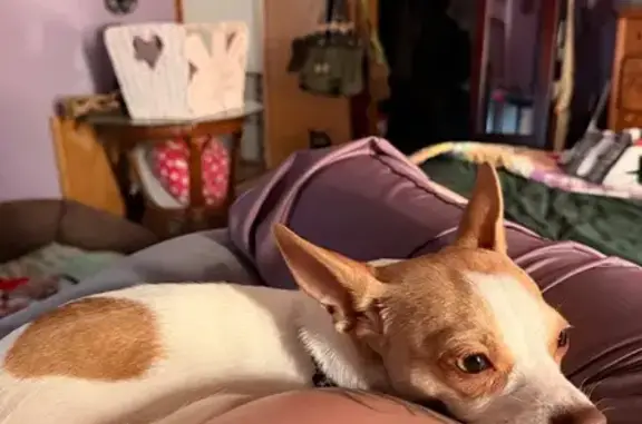 Lost female dog, North Illinois Avenue, 11738, Kansas City — Chihuahua with cheetah-print collar - photo