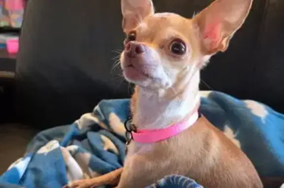 Lost dog, Fred's Folly Drive, 7525, Corpus Christi — female, light brown coat with a white neck - photo